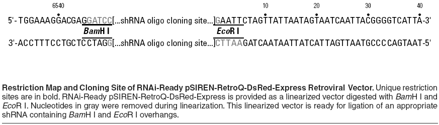 RNAi-Ready pSIREN-RetroQ-DsRed-Express多克隆位点